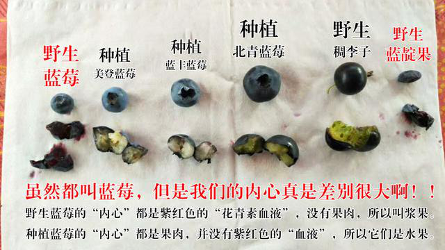 藍莓對比圖講解.png